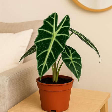 ألوكاسيا بولي