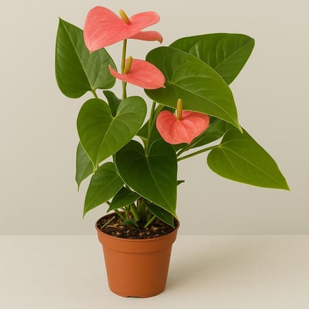 الأنتوريوم