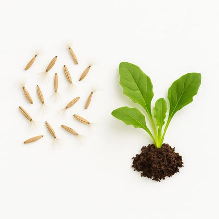 بذور - جير بيرا