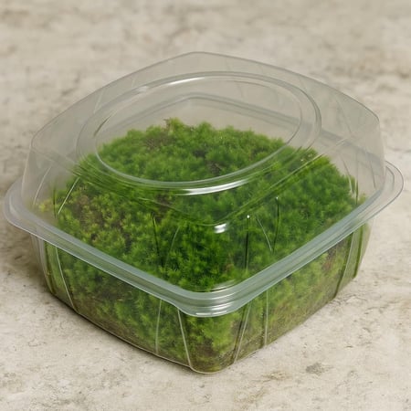 موس (طحلب طبيعي)