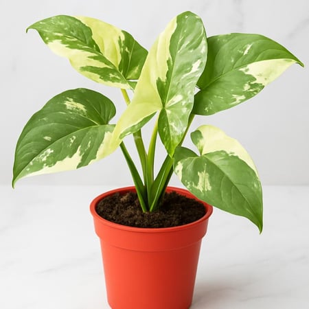 سنجونيوم ألبو