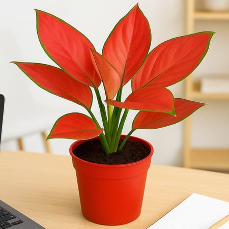 اجلونميا حمراء