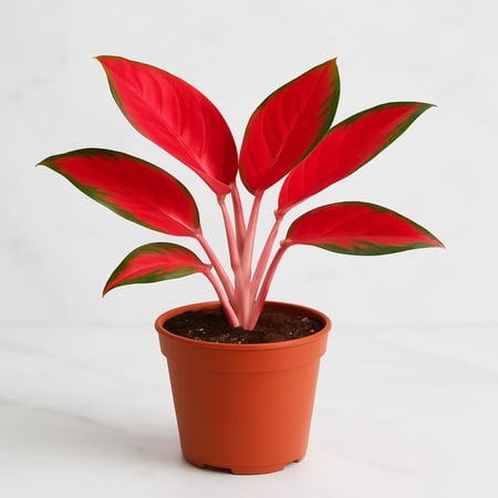 اجلونيما رد سيام