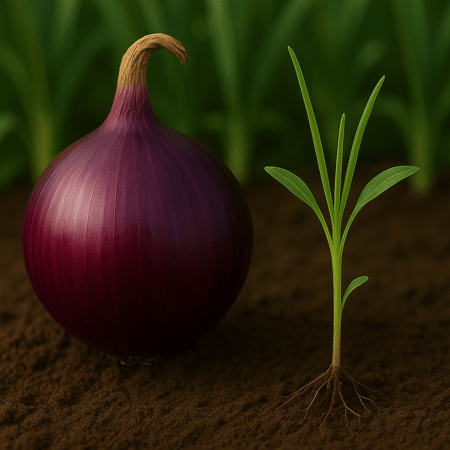 بذور - بصل احمر