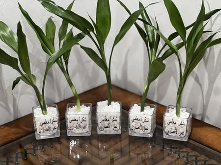 فازات قزاز مع نبته وكتابة عبارة