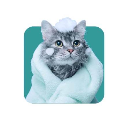 شيزر  طعام رطب للقطط بالتونا والدجاج مع الأرز | 85 جم