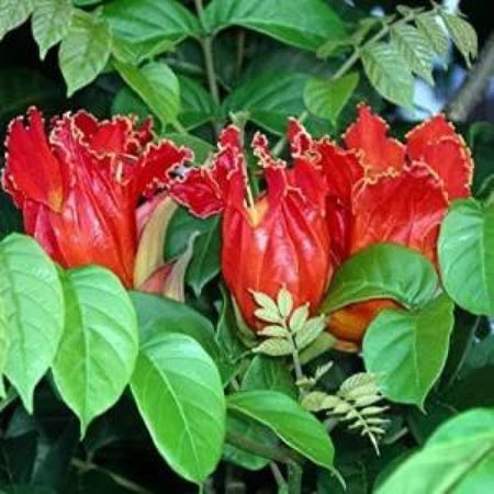 خزامى افريقية