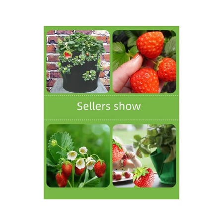 اربع عبواة - لزراعة نباتات الفرولة