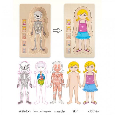 لوحة تطابق جسم البنات 4 طبقات