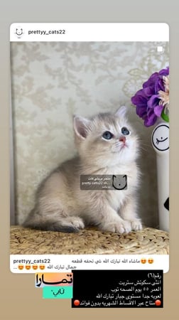 انثى-سكوتش ستريت شامل الاغراض