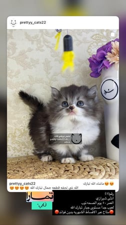 انثى-شيرازي شامل الاغراض