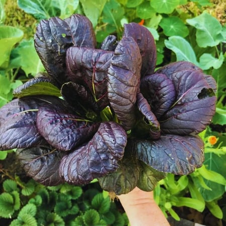 بذور خردل العملاق الأحمر - Red Giant Mustard Seeds