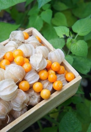 حرنكش برتقالي، حجم كبير