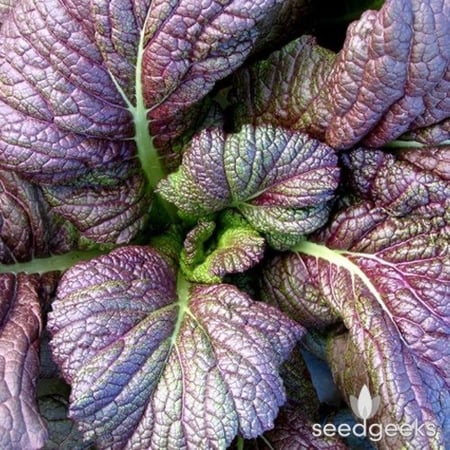 بذور خردل العملاق الأحمر - Red Giant Mustard Seeds