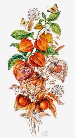 حرنكش برتقالي، حجم كبير