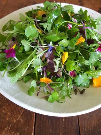 بذور الخردل الابيض للمايكروجرينز والاستنبات - white mustard seeds microgreens