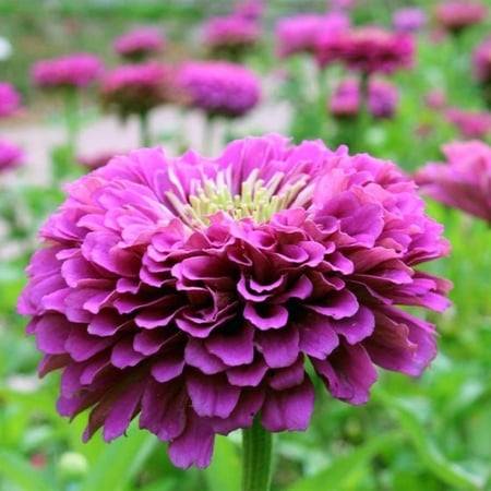 بذور  زهور زينيا الأمير الارجواني ( متوارث ) - Purple Prince Zinnia flower seeds