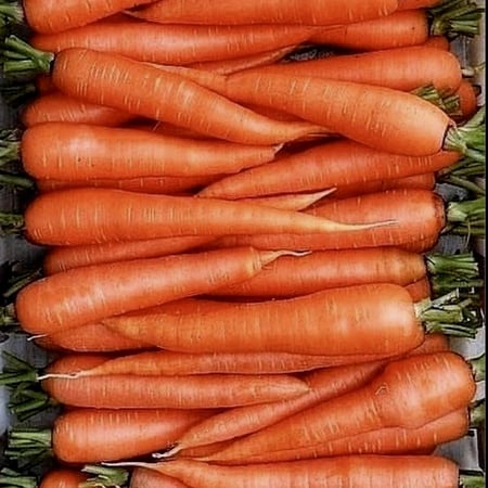 بذور الجزر الاصبع الصغير عضوي - Organic Little Finger Carrot