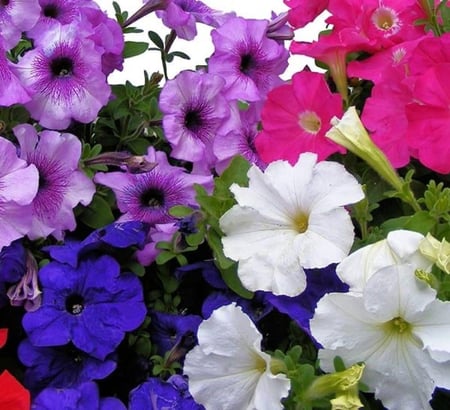 بذور زهور البتونيا الهجينة الملونة -  HYBRID PETUNIAS