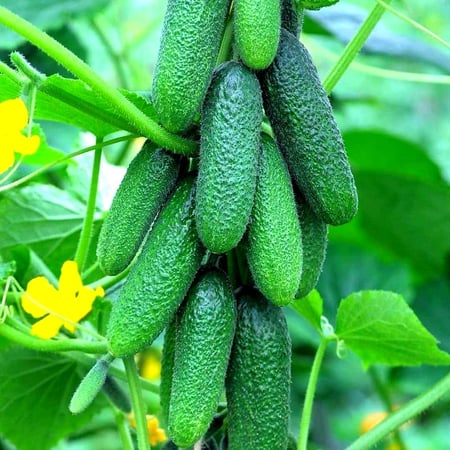 بذور  خيار المخلل الصغير ( هجين ) -Pickled cucumber seeds