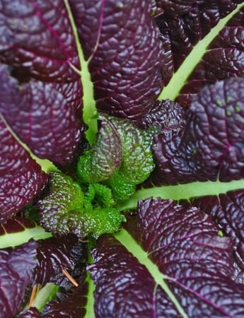 بذور خردل العملاق الأحمر - Red Giant Mustard Seeds