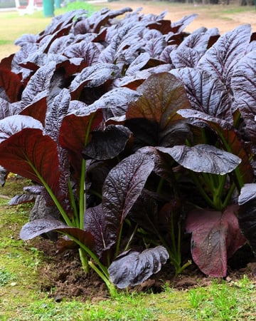 بذور خردل العملاق الأحمر - Red Giant Mustard Seeds