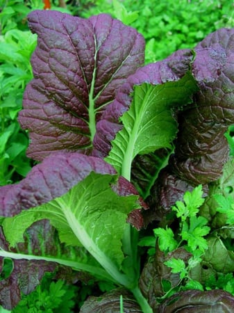 بذور خردل العملاق الأحمر - Red Giant Mustard Seeds