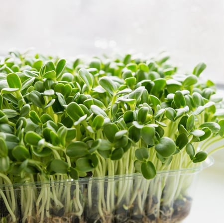 بذور الخردل الابيض للمايكروجرينز والاستنبات - white mustard seeds microgreens