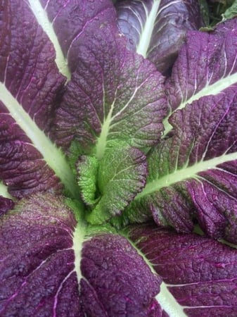 بذور خردل العملاق الأحمر - Red Giant Mustard Seeds