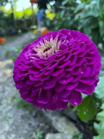 بذور  زهور زينيا الأمير الارجواني ( متوارث ) - Purple Prince Zinnia flower seeds