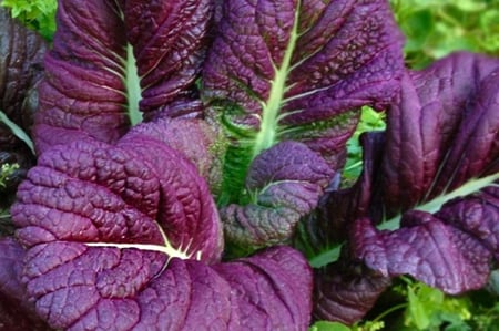 بذور خردل العملاق الأحمر - Red Giant Mustard Seeds