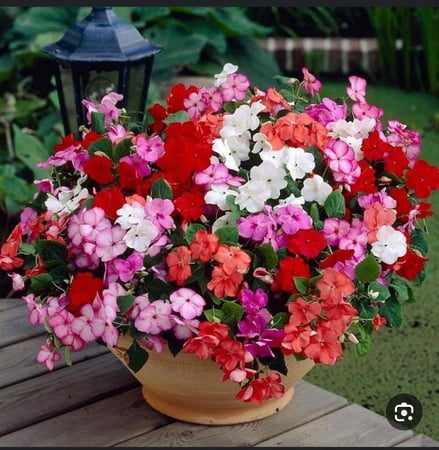 بذور زهور البتونيا الهجينة الملونة -  HYBRID PETUNIAS