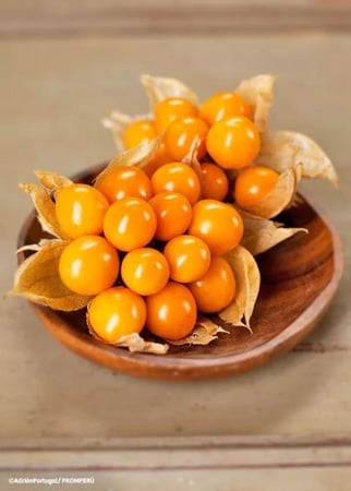 حرنكش برتقالي، حجم كبير