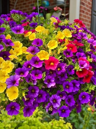 بذور زهور البتونيا الهجينة الملونة -  HYBRID PETUNIAS