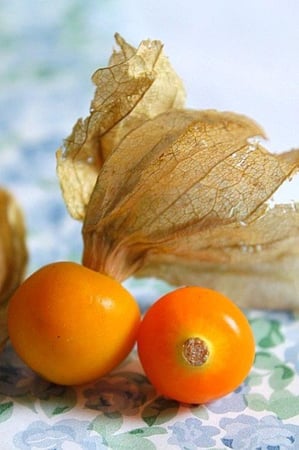 حرنكش برتقالي، حجم كبير