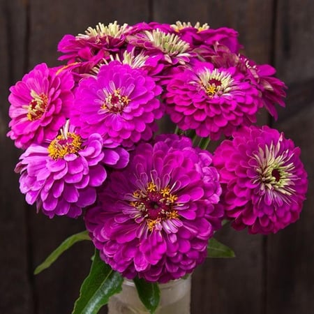 بذور  زهور زينيا الأمير الارجواني ( متوارث ) - Purple Prince Zinnia flower seeds