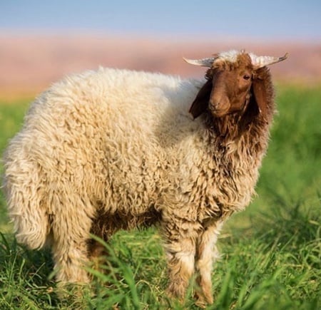 نعيمي -وسط
