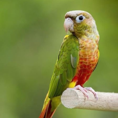 كنيور - اليف