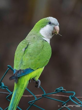 كويكر - أليف جميع الالوان