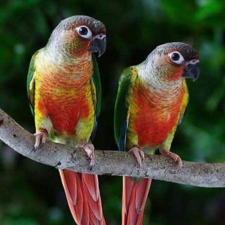 جوز كنيور  منتج او جاهز للانتاج