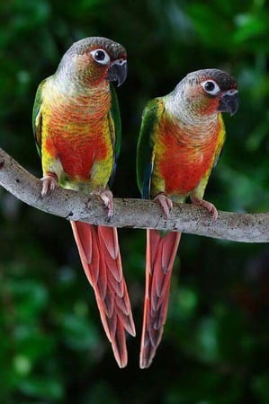 كنيور انناس او يلو سايد  منتج او جاهز للانتاج