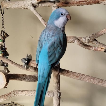 كويكر - أليف جميع الالوان