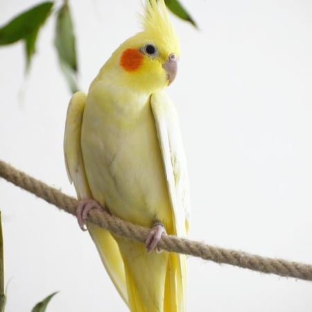 كروان - اليف