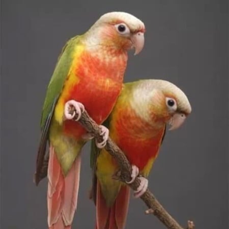 جوز كنيور  منتج او جاهز للانتاج