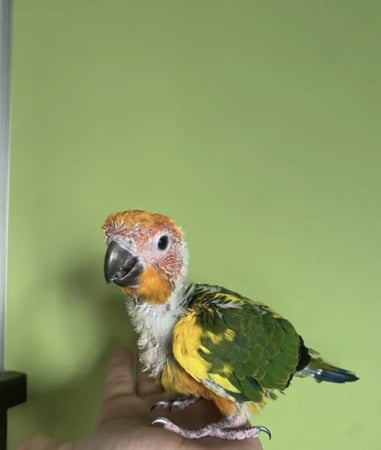 صن كنيور - ( فروخ ) غر