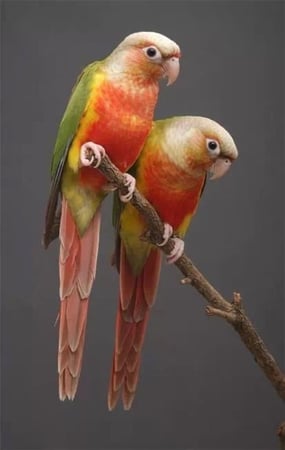 كنيور انناس او يلو سايد  منتج او جاهز للانتاج