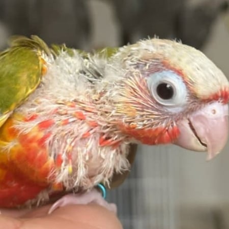 كنيور فرخ غر