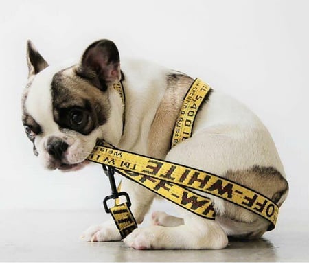 Offwhite leash and harness