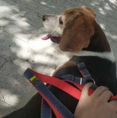 صدرية مشد مع حزام harness- leash