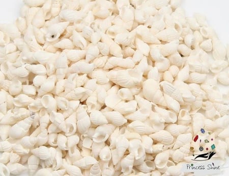 466 - اصداف شكل 4